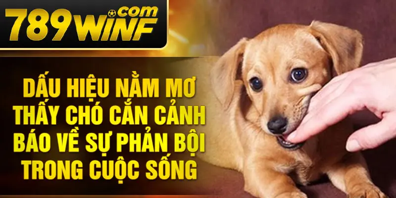 Dấu hiệu nằm mơ thấy chó cắn cảnh báo về sự phản bội trong cuộc sống